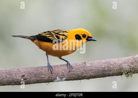 goldener Tanager, Tnagara arthus, erwachsener, auf einem Ast sitzend, Ecuador Stockfoto