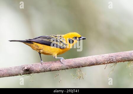 goldener Tanager, Tnagara arthus, erwachsener, auf einem Ast sitzend, Ecuador Stockfoto