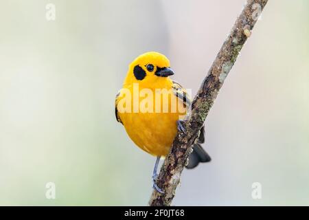 goldener Tanager, Tnagara arthus, erwachsener, auf einem Ast sitzend, Ecuador Stockfoto