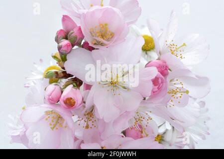 Nahaufnahme von rosa und weißen japanischen Kirschblüten Stockfoto