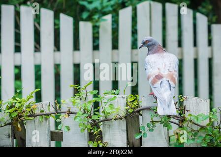 Taube sitzend auf weißen Zaun Stockfoto