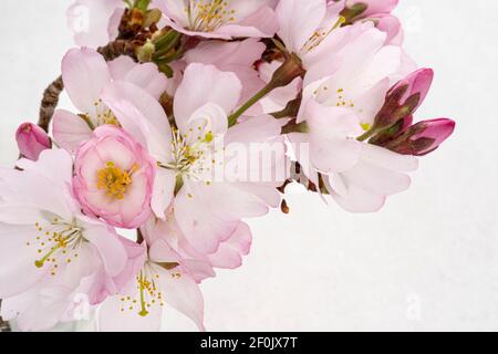 Nahaufnahme von rosa und weißen japanischen Kirschblüten Stockfoto
