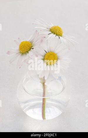 Drei Gänseblümchen in einer kleinen runden transparenten Vase Stockfoto