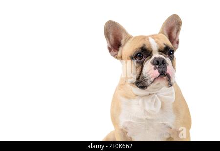Portrait von niedlichen französisch Bulldogge tragen weiße Fliege isoliert auf weißem Hintergrund, Haustiere und Tierkonzept. Stockfoto