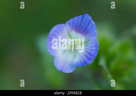 Veronica, oder Speedwell, Makroaufnahme der Blume Stockfoto