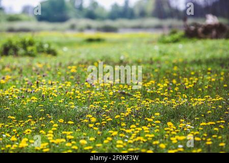 Waldlichtung mit grünem Gras und gelben Löwenzahn Blumen und Weiße Gänseblümchen im Sommer Stockfoto