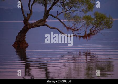 Dieser Baum in Wanaka Neuseeland Zweige spiegelte sich im Wasser im See Wanaka auf Neuseeland Urlaubsziel horizontalen Format Wellen im Wasser geschossen Stockfoto