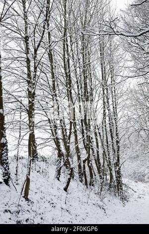 Schneebedeckte Bäume. Stockfoto