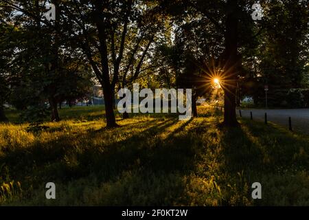 Schöne strahlende Sonne hinter Bäumen des Parks und Highlight Felder Von hohem Gras Stockfoto