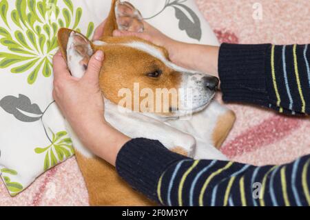 Weibliche Master lulling schläfrig Basenji Hund mit Händen, während die Hund liegt auf einem Sofa Stockfoto