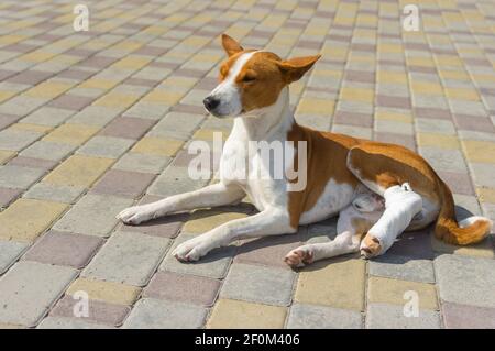 Niedlicher basenji Hund mit gebrochenen bandagierten Hinterfüßen liegen auf Ein Pflaster und entspannend auf den ersten sonnigen Tag nach dem Chirurgie Stockfoto