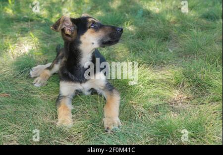 Cute Hybrid von Schafhund Welpen mit Ruhe im Sommer Gras Stockfoto