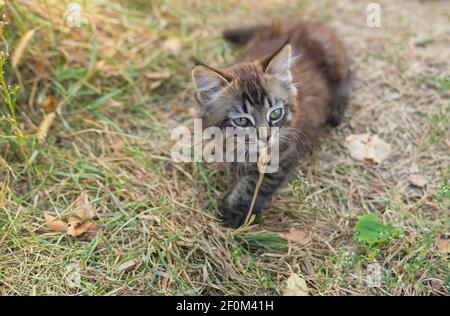 Cute tabby Kätzchen suchen mit Überraschung auf trockenem Gras während Draußen spielen Stockfoto