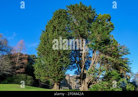 Swansea, Großbritannien - 23. Januar 2021: Clyne Castle hinter zwei großen Bäumen, von den Clyne Gardens in Swansea, South Wales aus gesehen. Stockfoto