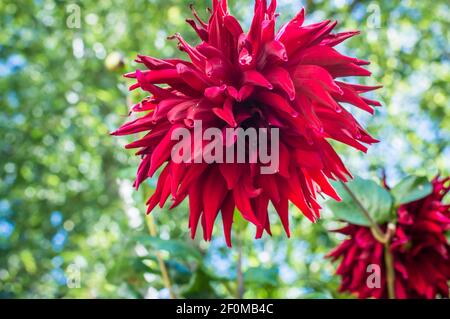 Rote Blumen im Garten Stockfoto