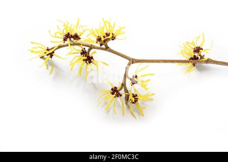 Zweig mit gelben Hamamelis (Hamamelis) Blumen, die medizinische Pflanze wird in der Hautpflege, Naturkosmetik und alternative Medizin verwendet, isoliert mit Stockfoto