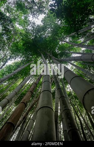 Bambuspflanzen im Arashiyama Wald in Kyoto, Japan Stockfoto