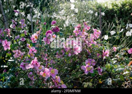 Lila blühende japanische Anemone 'Hadspen Abundance' im Vordergrund. Obwohl sie nicht abgesteckt wurden, haben die steifen Stiele und Blüten starke Winde überlebt. Stockfoto