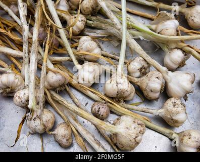 Picardy Wight selbst angebauten Knoblauch vor kurzem geerntet und in Gewächshaus trocknen vor dem Flechten über den Winter zu halten. Stockfoto