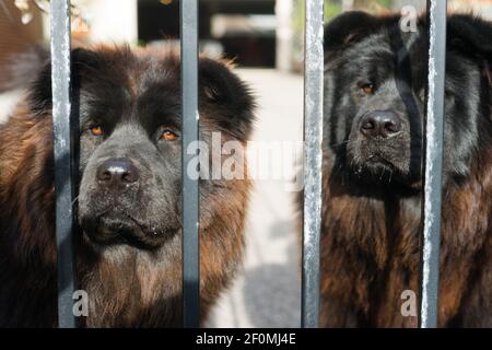 Chow Chow Hunde reinrassige Hunderasse Metal Gate Stockfoto