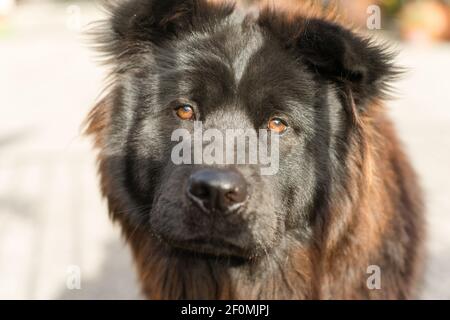 Chow Chow Hunde reinrassige Zucht Metal Gate Stockfoto