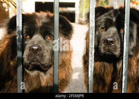 Chow Chow Hunde reinrassige Hunderasse Metal Gate Stockfoto