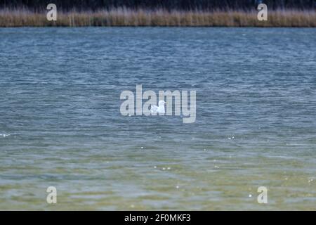 Zwei Möwen, die auf Felsen im Wasser ruhen und angeln Für Essen Stockfoto