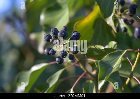 Früchte des Efeu (hedera Helix), immergrüner Kletterer für Naturgärten und Parks, Kopierraum, ausgewählter Fokus, enge Schärfentiefe Stockfoto