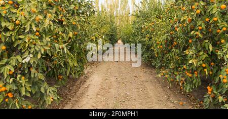 Rohe Nahrung Obst Orangen reifen Landwirtschaft Bauernhof Orangenhain Stockfoto