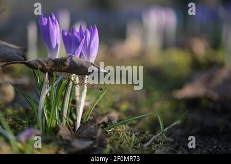 Lila blaue Krokusblüten wachsen durch ein trockenes Blatt aus dem letzten Jahr, Metapher für die Kraft der Natur, alte zu überwinden und neue, Copy Space zu schaffen Stockfoto