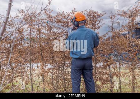 Nahaufnahme eines Mannes, der Büsche im Frühjahr trimmt. Home Gartenarbeit Konzept. Schweden. Stockfoto