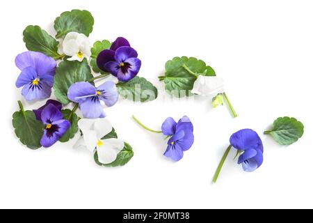 Violett blaue Blütenköpfe und von Viola, violett oder Stiefmütterchen und Blättern auf weißem Hintergrund mit Kopierraum, Hochwinkelansicht von oben, ausgewählter Fokus Stockfoto