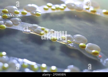 Makroansicht von Bakterien und Bäckerhefekolonien Stockfoto