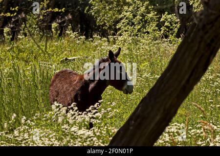 Schöne braune Esel Spaziergänge in einer Wiese mit blühenden Wildblumen im Sommer, Nisovo, Bulgarien Stockfoto