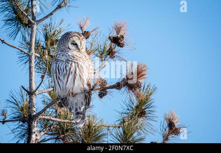 Barred Eule sitzt auf einem immergrünen Baum Ast gegen klaren blauen Himmel. Stockfoto