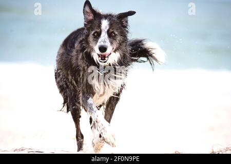 Schöner Border Collie Hund läuft entlang der Küste des Ozeans. Stockfoto