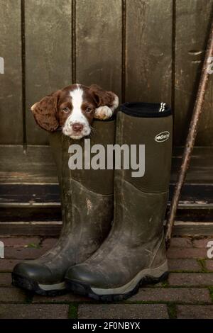 Spaniel Welpe in Meisterstiefeln Stockfoto