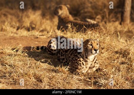 Portrait eines King Cheetah, fotografiert auf einer Safari im Kruger Park, Südafrika Stockfoto