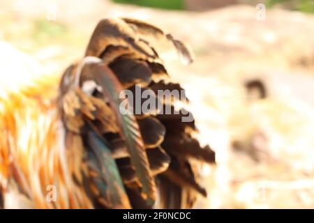 Federn eines Hühnerschwanzes, die im Sonnenlicht blinken Stockfoto