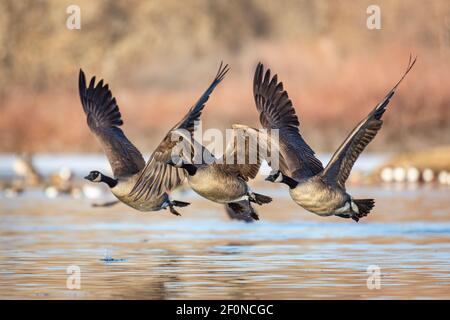 Drei Kanadagänse starten am ersten Morgenflug Stockfoto