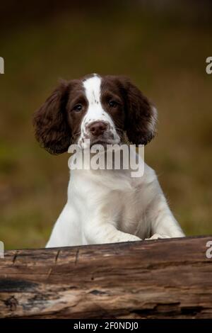 Spaniel Welpenportrait Stockfoto