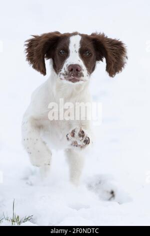 Spaniel Welpe läuft im Schnee Stockfoto