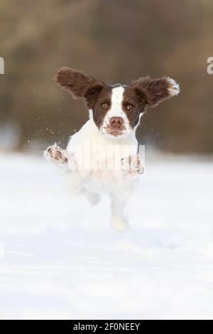 Spaniel Welpe läuft durch den Schnee Stockfoto