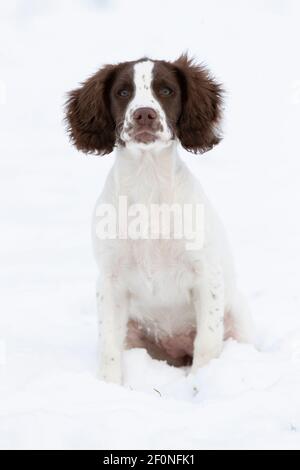 Spaniel Welpe sitzt im Schnee Stockfoto