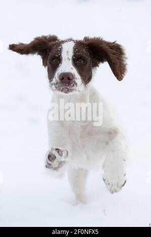 Spaniel Welpe läuft im Schnee Stockfoto