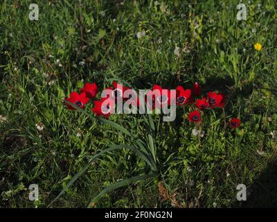 Wilde rote Anemonen blühen im frühen Frühjahr Stockfoto