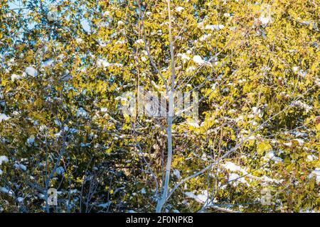 Fathom Five National Park Gray Sauble County Bruce Peninsula Ontario Kanada Stockfoto