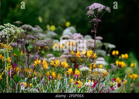 angelica purpurea,lychnis coronaria Gärtner Welt,Alstroemeria violacea Gelbe Freundschaft,mehrjährige und zweijährige,Stauden Und Biennalen, Gärten, er Stockfoto