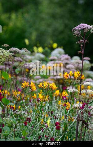 angelica purpurea,lychnis coronaria Gärtner Welt,Alstroemeria violacea Gelbe Freundschaft,mehrjährige und zweijährige,Stauden Und Biennalen, Gärten, er Stockfoto