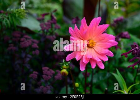 Dahlie Kilburn Glühen, Waterlily blühenden Dahlia, Waterlily Dahlia, rot, magenta, Orange, Gelb, Blume, Blumen, Blüte, RM Floral Stockfoto